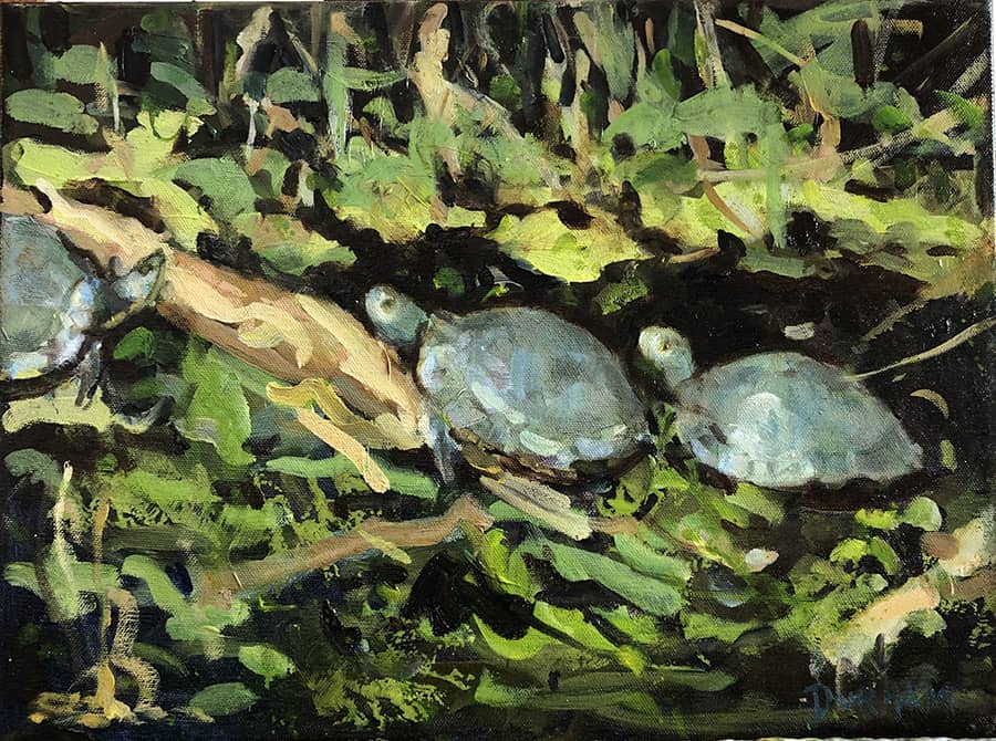 Bird Island Turtles